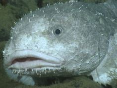 At those depths, inhabitants experience up to 120 times the pressure they would on dry land. Die 142 besten Bilder von Blobfish in 2020 | Hässliche ...