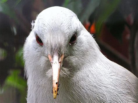Kagu Weird Birds Rare Birds Annelid Worm Flightless Bird Bird