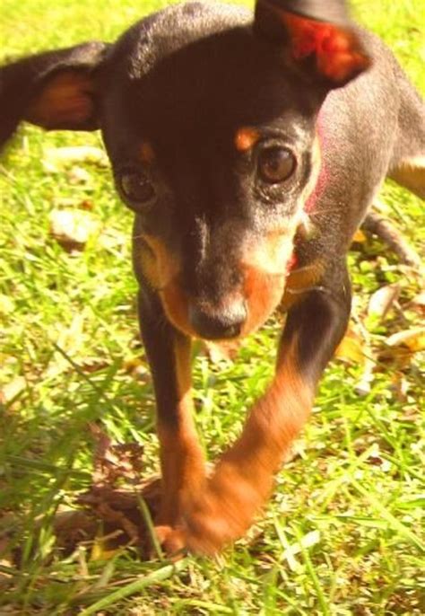 Dog Breed Facts And Information About The Miniature Pinscher