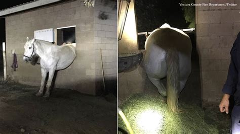 Ventura County Horse Gets Itself Stuck In Corral Trying To Be With