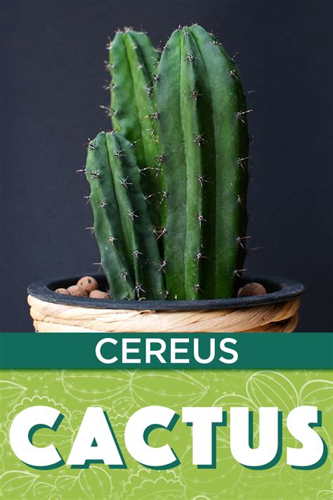 However, many types of cacti can produce vibrant and enchanting flowers that smell incredible. There are many types of cereus cacti, including: hedge ...
