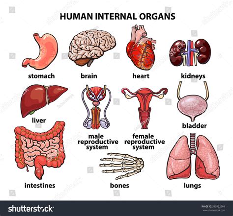 The digestive system consists of a series of connected organs that together, allow the body to break down and absorb food, and remove waste. Human Organs. Internal Organs Set. Human Anatomy, Internal ...