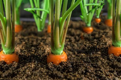 Planting Carrots: What Can You Grow With Them? - PlantHD