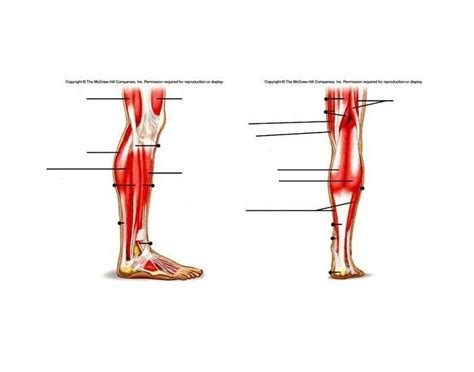 Leg Muscles — Printable Worksheet