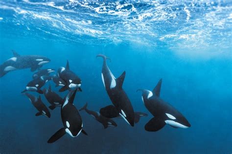 Killer Whales Are Speciating Right In Front Of Us Scientific American