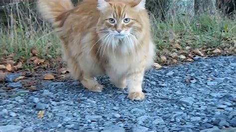 Long Haired Ginger Cat Out On A Walk Youtube