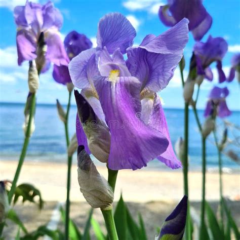 Beautiful Flowers Irises Of Blue And Purple Color On A Blurred