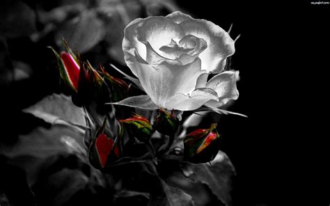 Gothic Roses Wallpapers Top Free Gothic Roses Backgrounds