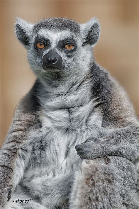 17 Best Images About Lemur Walk On Pinterest Madagascar Jaguar And Parks