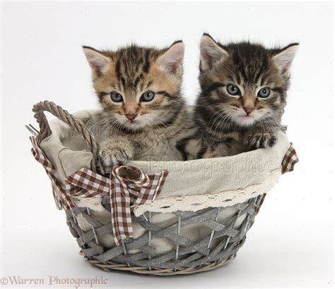 Cute Tabby Kittens In A Wicker Basket Photo Wp36205