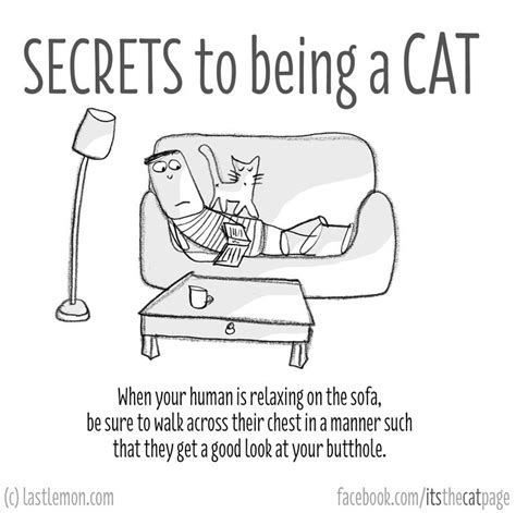 Pin By Callvetpk On Cats Cats Comics Memes