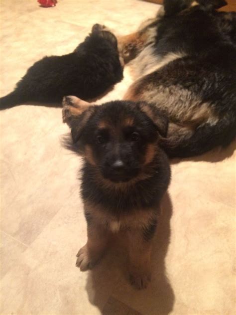 Vet checked, current on shots and wormed. German shepherd puppies for sale | Bradford, West ...