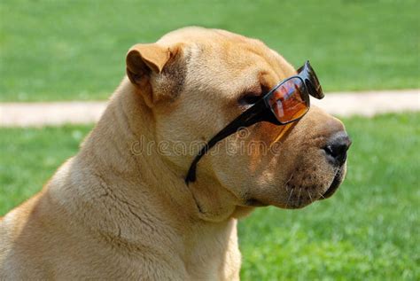 Funny Sharpei Dog With Sunglasses Stock Image Image Of Glasses