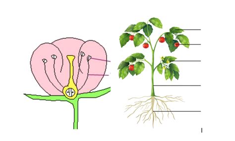 Plants Review Diagram Quizlet