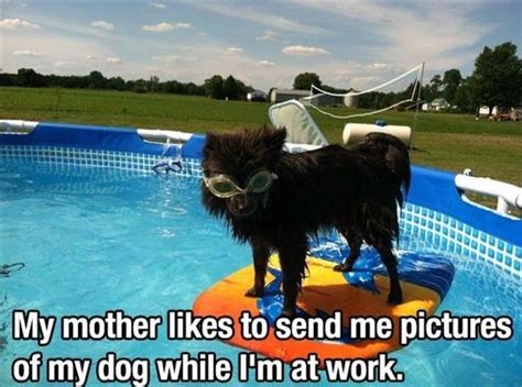 Dogs In Pools Always Funny Funny Animal Pictures Dog Pictures