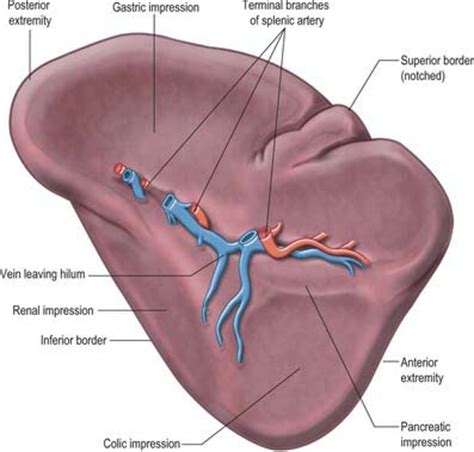 It is frequently impossible to distinguish between these entities on the basis of observation alone (see below for helpful maneuvers). Spleen | Basicmedical Key