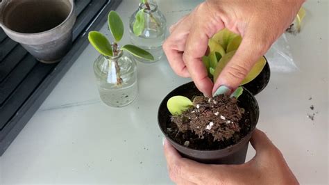 We did not find results for: Simple Peperomia Obtusifolia Propagation | SuburbanSill