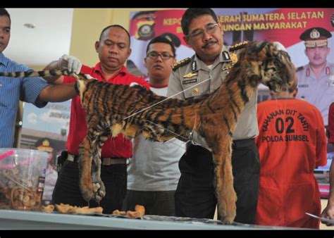 Perdagangan Harimau Sumatera Antara Foto