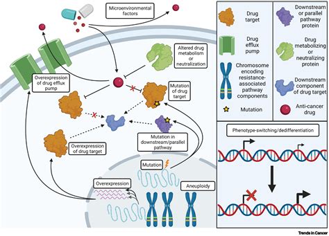 Chromosomal instability and aneuploidy as causes of cancer drug