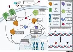 Drug Resistance Occurs Quizlet