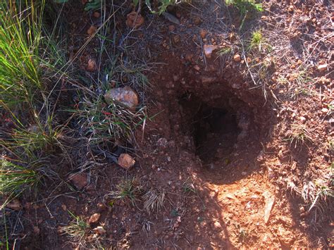 Animal Hole Tunnel Opening Free Stock Photo Public Domain Pictures