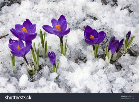 Crocus Flowers Blooming Through Melting Snow Stock Photo 24092185