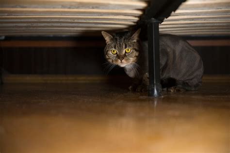 Why Is My Cat Hiding Under The Bed 5 Common Causes And Solutions Hepper