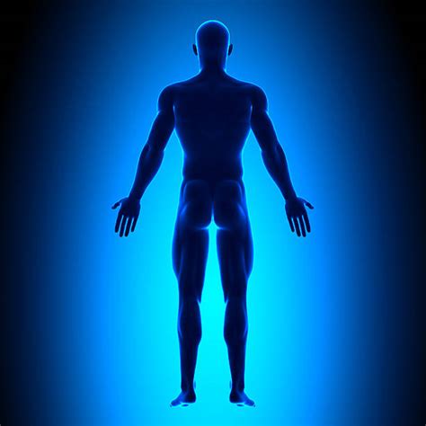Find the perfect human body back and front stock photo. The Human Body Anatomy Rear View Male Stock Photos ...