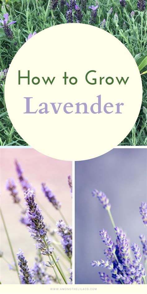 How To Grow Lavender Growing Lavender Vegetable Garden Tips