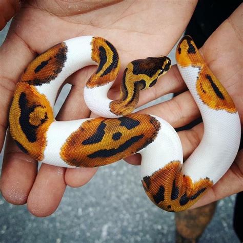 Piebald Ball Python Has Pumpkins On Its Skin