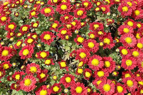 Red Daisy Chrysanthemum Chrysanthemum Red Daisy In Drums