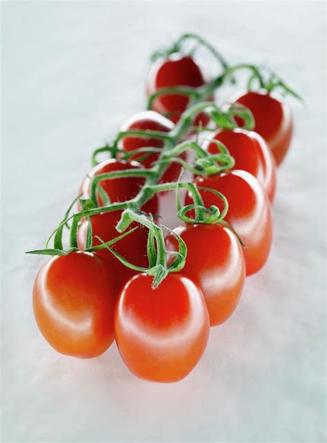 Tomatoes On The Vine Photograph By Patrick Llewelyn Daviesscience