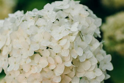 White Hydrangea Flowers Delivery Blue Hydrangeas For Sale Express