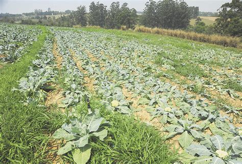 Agricultura Sofre Com Seca Prolongada E Produção Rural Está Ameaçada Na Região 171014