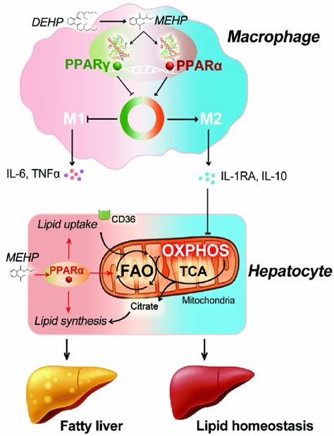 Schematic Illustration For The Impact Of Macrophage Specific Ppara And