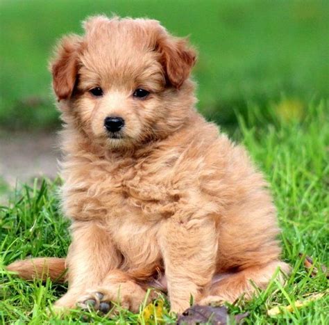 Pomeranian Poodle Mix Puppies For Sale Pets Lovers