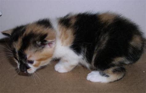 Whatever the case, if you're interested in something, be sure to contact the seller to inquire further. Calico Kittens For Sale | ... : LOOKING FOR A CALICO MANX ...