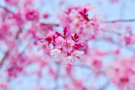 Cherry Blossom Tree Wallpaper 73 2304x1536