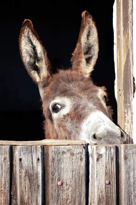 Sad Donkey Stock Image Image Of Scene Ranch Copy Indulgence 11066151