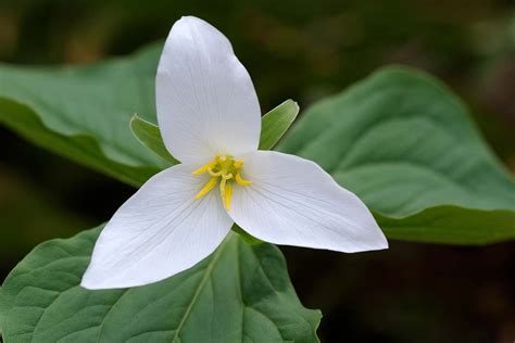 How To Grow And Care For Trillium Flowers Birthroots