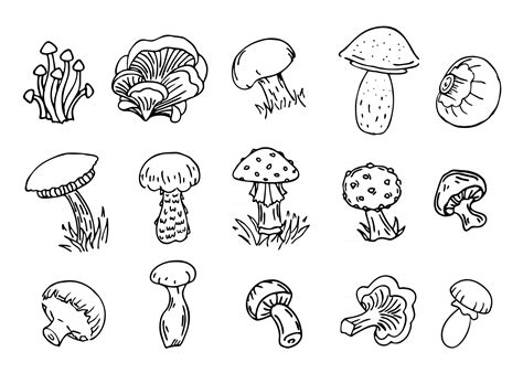 Mushrooms Vector Illustration Set Collection Of Different Types Of