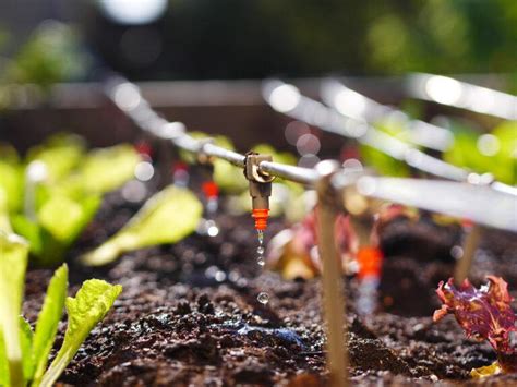Garden Watering Ideas To Keep Your Garden Alive And Thriving