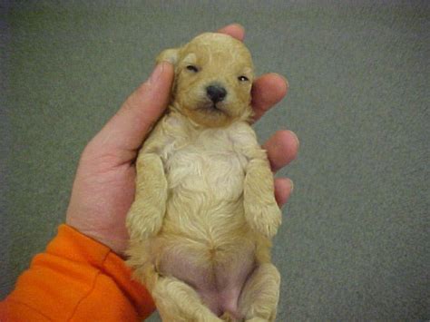 Boy toy takes massive cock. 29 Puppies Who Are Totally Pooped Out