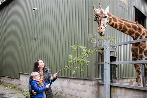 Visit Giraffe Experience Animal Experience Paignton Zoo