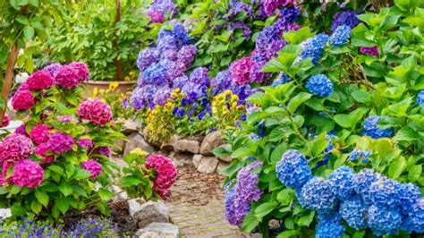 Verano 2022 12 Flores De Verano Para Decorar Tu Casa Y Jardín