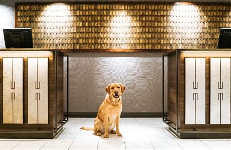 The Best Pet Friendly Hotels In Vancouver