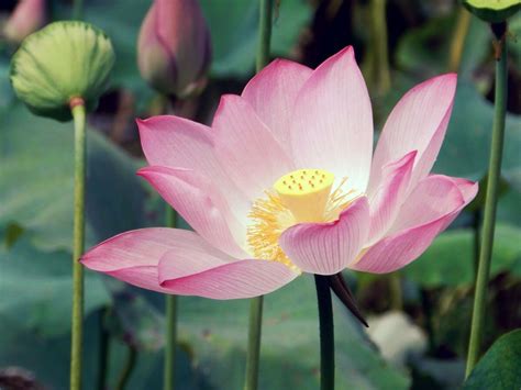 Lotus Flower With Bright Pink Flowers And Huge Green Leaves Spotted In