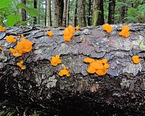 The healthy tissues of your tree arent in any danger of being damaged by jelly fungus, but their presence indicates that your tree is rotting internally at the point where theyre feeding. 149 Orange Jelly Fungus - Piece by Piece Puzzle Company