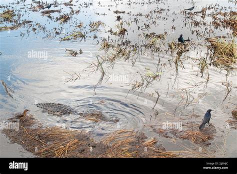 Swamp Lake With Native American Alligator And Birds At Everglades