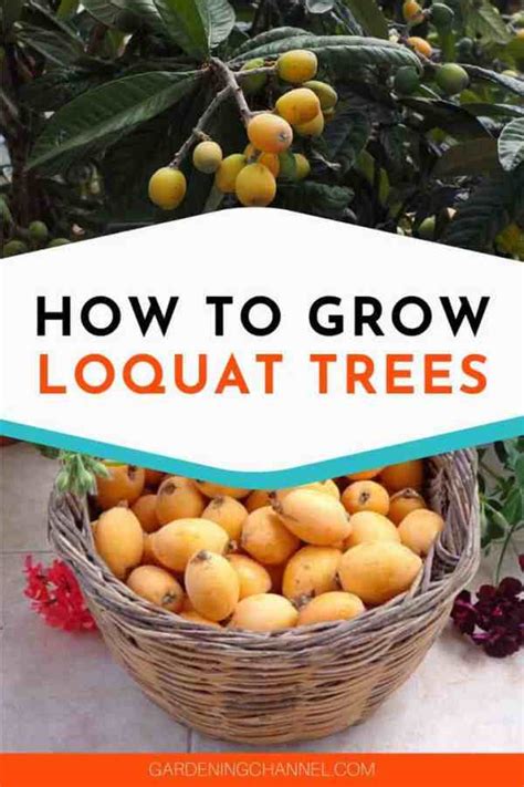 How To Grow Loquat Trees Gardening Channel